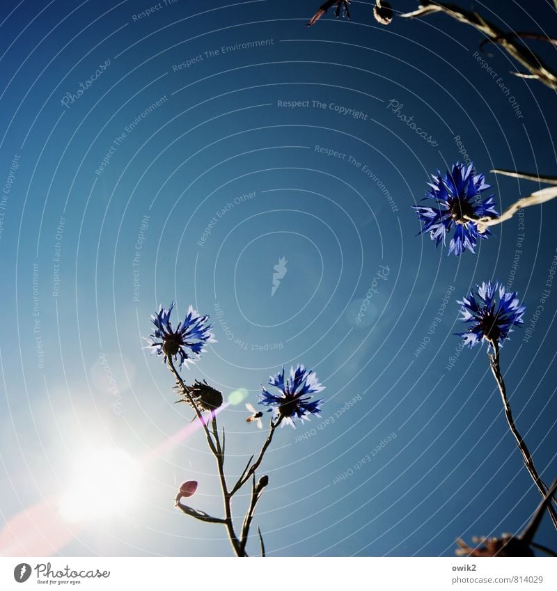 Centaurea cyanus Umwelt Natur Landschaft Pflanze Luft Wolkenloser Himmel Klima Schönes Wetter Blume Blüte Wildpflanze Kornblume Bewegung Blühend leuchten