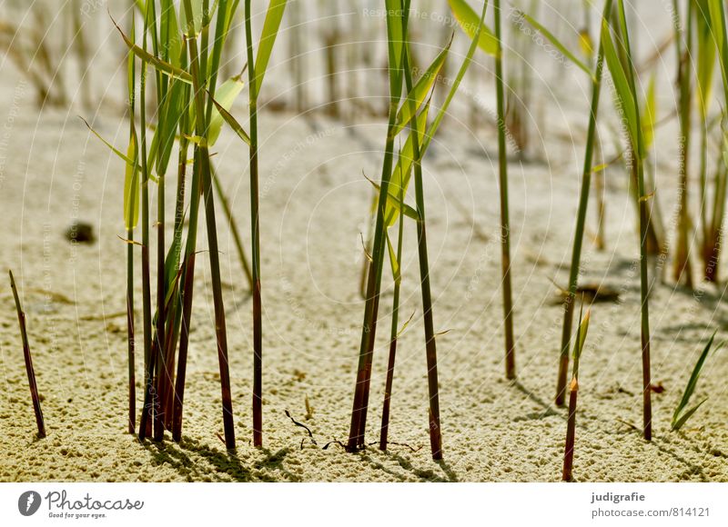 Strand Natur Pflanze Sand Küste Ostsee Wachstum natürlich wild grün Stimmung Umwelt Strandhafer Schilfrohr Gras Farbfoto Außenaufnahme Menschenleer Tag