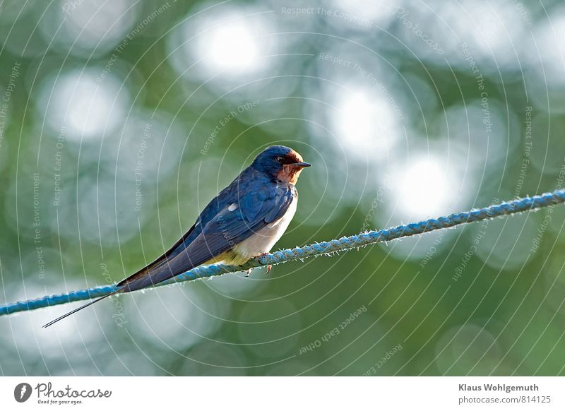 Rauchschwalbe auf einer, extra für die Schwalben gespannten Wäschleine, im Hintergrund schönes Bokeh Ferien & Urlaub & Reisen Freiheit Umwelt Natur Tier Sommer