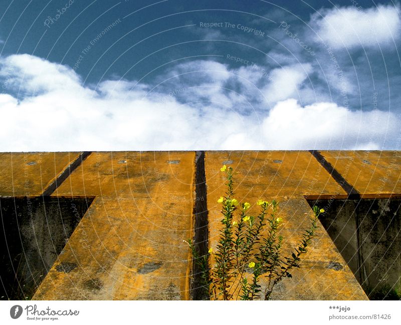 rampe. Nachtkerze Blume Frankreich Wolken gelb Rampe Pflanze Symmetrie Beton Gegenteil Himmel blau