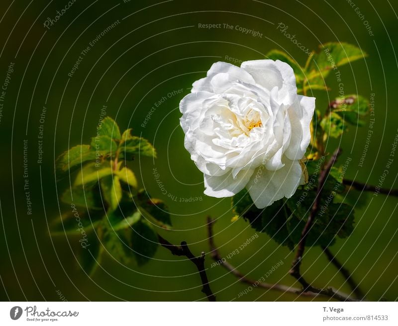 Weiße Rose schön harmonisch Wohlgefühl Duft Garten Flirten Valentinstag Natur Pflanze Sommer Blume Blüte Liebe verblüht ästhetisch elegant natürlich grün weiß