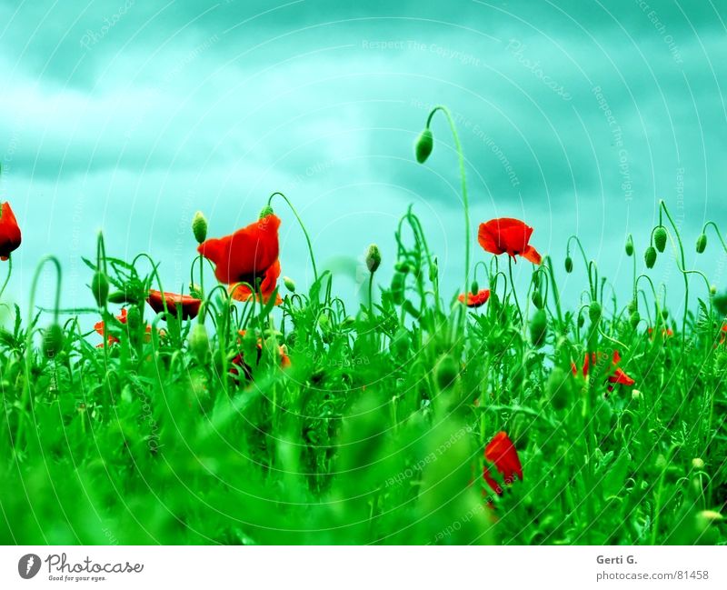 popisch platzen Grünstich Mohn Gras grün Sommer frisch rot himmelblau Wolken Schliere duftig wiegen Hügel Laune geschlossen Blumenwiese Blühend mohn halt Himmel