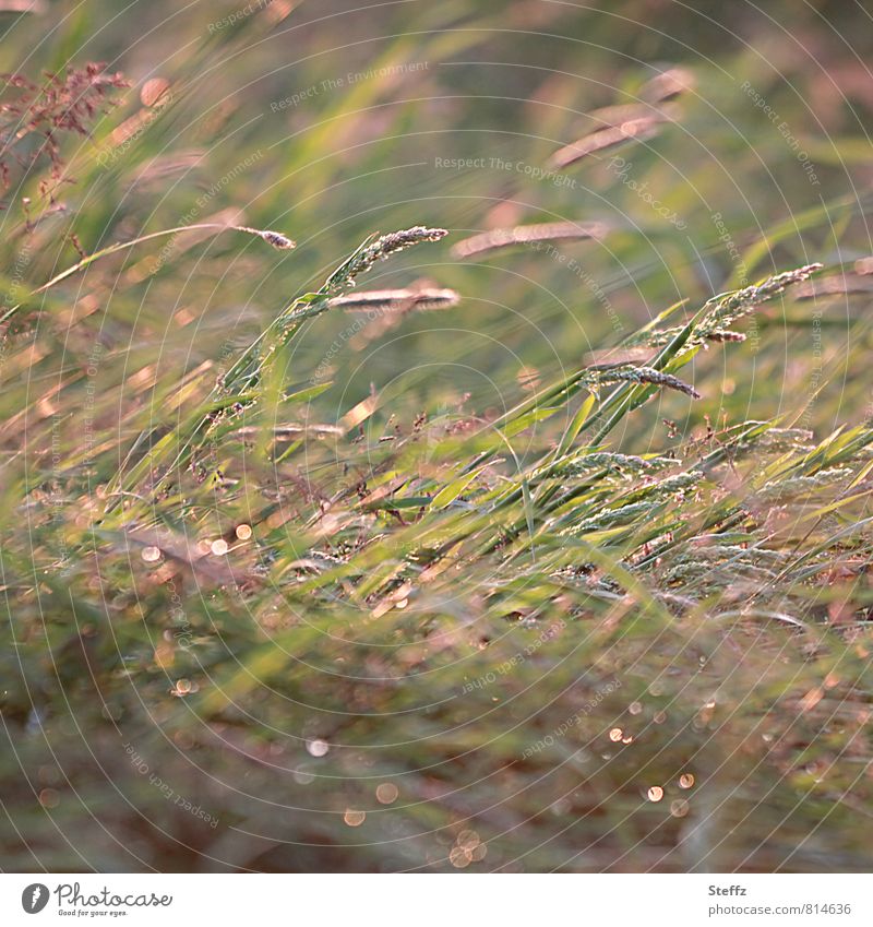 sanfter Sommerwind beugt die Gräser in warmem Nachmittagslicht Wind Gras Grashalme Grasspitzen Wiese leichter Wind leichter Sommerwind sanfter Wind warmes Licht
