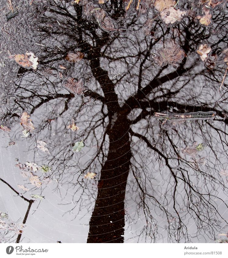 strassenbaum Baum Asphalt Pfütze Reflexion & Spiegelung trüb Blatt grau schwarz unklar Linde Straßenbelag Straßenverkehr schlechtes Wetter Wolken poetisch