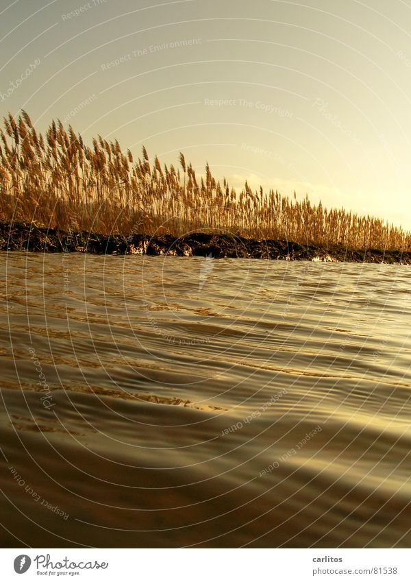 Goldenes  Meer II Sonnenuntergang Weißabgleich Gegenlicht Pfütze Schilfrohr Erholung ruhig Wiese Umwelt Herbst Weide Licht Gras Reflexion & Spiegelung Wellen