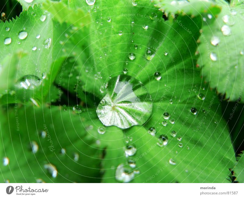 Tautropfen grün Pflanze Blatt Park Licht Sommer Frühling Regen nass rund Reflexion & Spiegelung frisch Wasser Wassertropfen Natur Klarheit Makroaufnahme