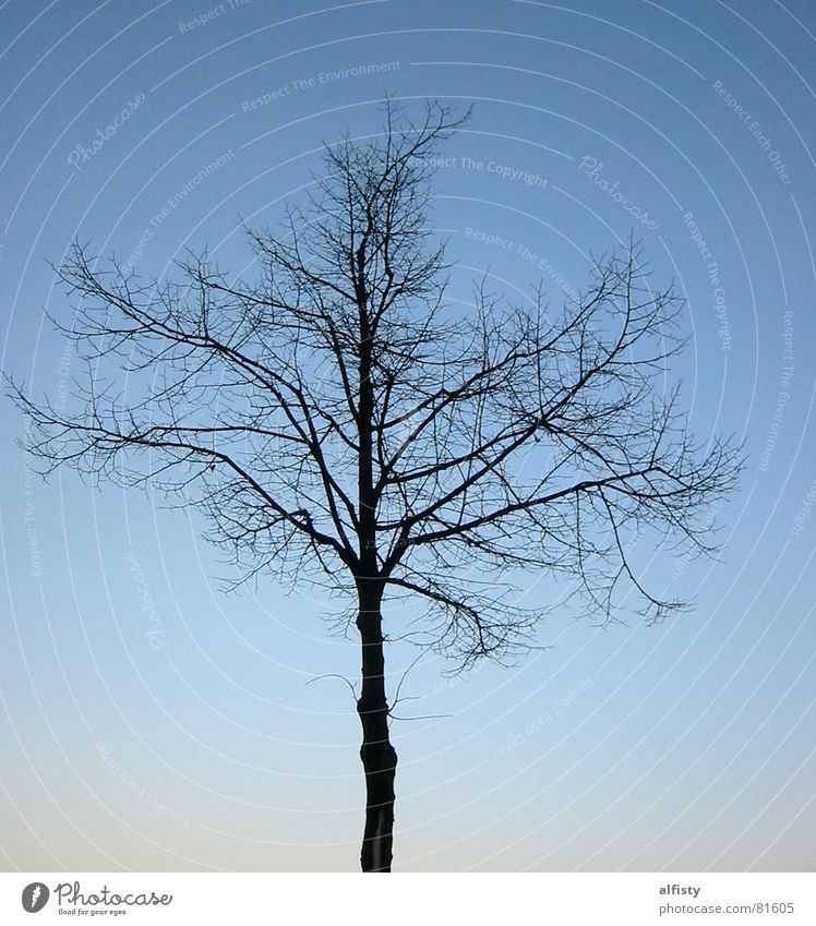 Blätterlos Geäst Baum Blatt Herbst Baumstamm Baumstruktur Winter Himmel blau Ast