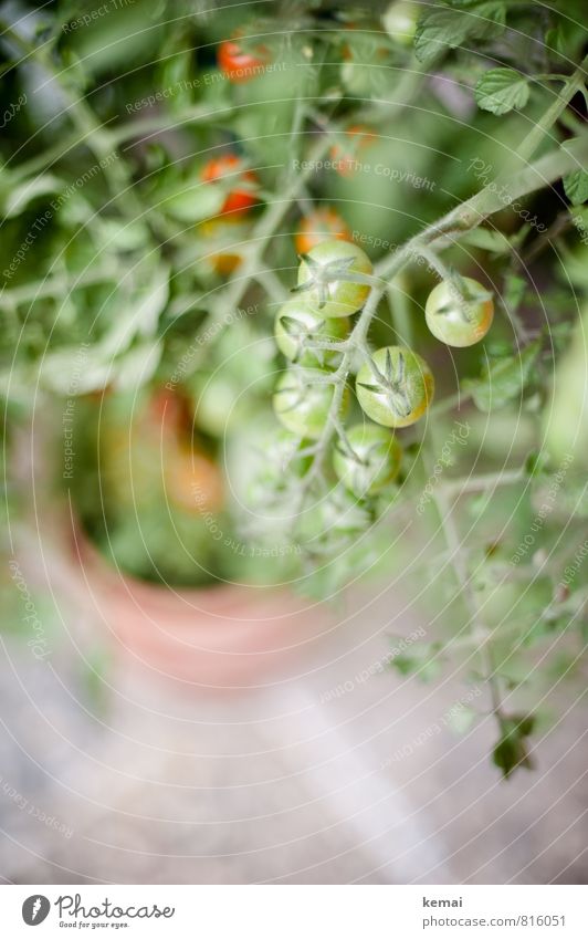 Bald schmecken sie wieder Lebensmittel Gemüse Tomate Ernährung Bioprodukte Vegetarische Ernährung Slowfood Pflanze Nutzpflanze Tomatenstrauch Topfpflanze hängen