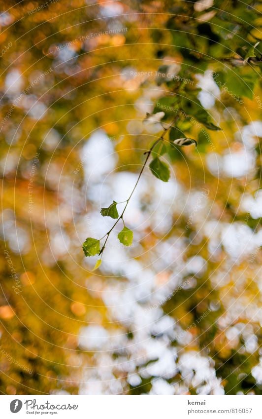 Gelbgrün Umwelt Natur Pflanze Baum Blatt Grünpflanze hängen Wachstum frisch gelb Frühling Unschärfe Farbfoto Außenaufnahme Menschenleer Tag