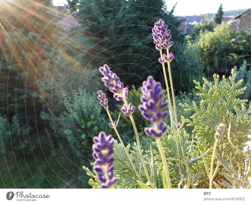Lavendel im Abendlicht Natur Pflanze Sonne Sonnenlicht Sommer Schönes Wetter Blume Blüte Topfpflanze Garten Duft natürlich mehrfarbig grün violett Glück