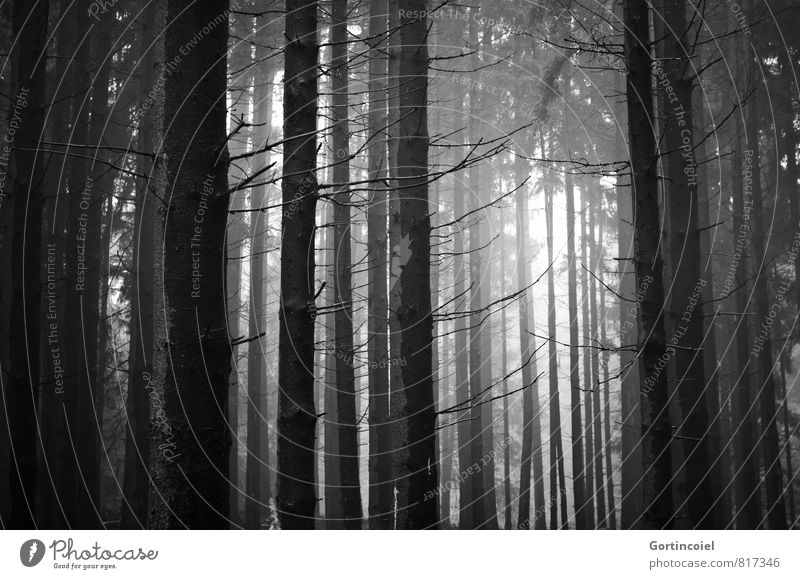 Tannicht Umwelt Natur Landschaft Baum Wald dunkel Nadelbaum Tanne Nadelwald Schwarzweißfoto Außenaufnahme Tag Licht Schatten Lichterscheinung Sonnenlicht