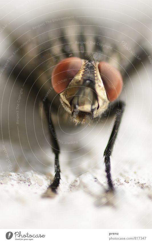 Fliege guckt Umwelt Natur Tier Sommer Schönes Wetter Wildtier Tiergesicht 1 braun grau schwarz Facettenauge Blick Insekt Farbfoto Außenaufnahme Nahaufnahme