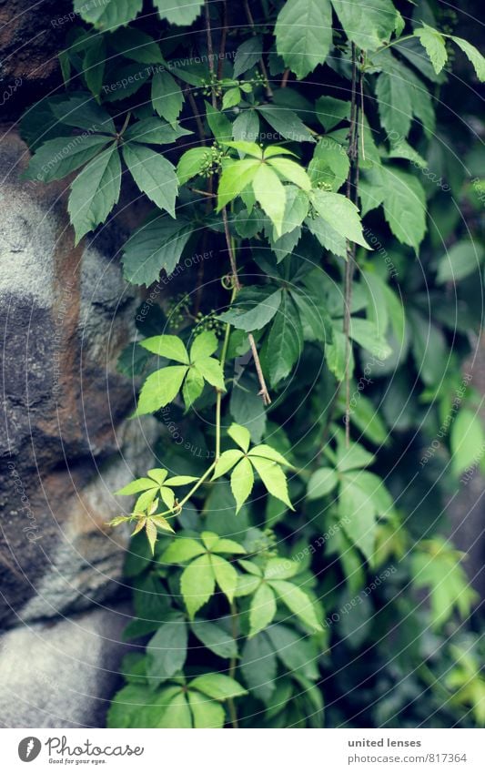 #LO Mauergrün Natur Pflanze ästhetisch Zufriedenheit Mauerpflanze Mauerstein Mauerreste Ranke Wachstum bewachsen Garten Blatt Romantik verträumt verborgen