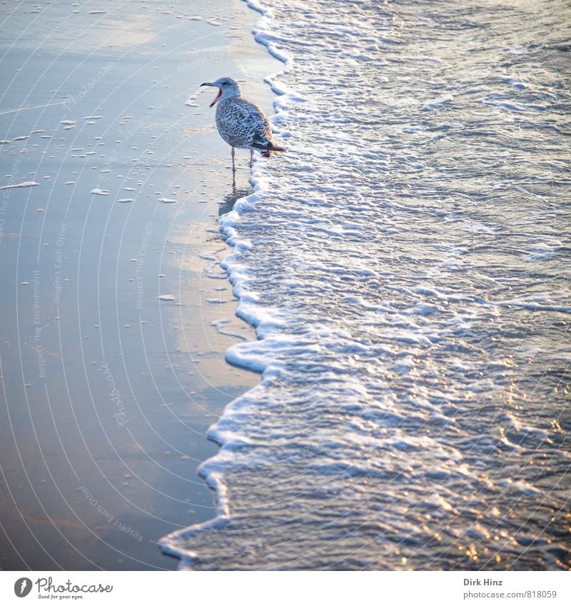 Möwe & Meer Ferien & Urlaub & Reisen Sommerurlaub Strand Umwelt Natur Sand Wasser Wellen Küste Ostsee Tier Wildtier Vogel 1 Kommunizieren sprechen schreien blau