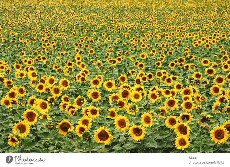 Hello Sunshine Sonnenblume gelb Feld Blume Sommer Provence Frankreich warme jahreszeit