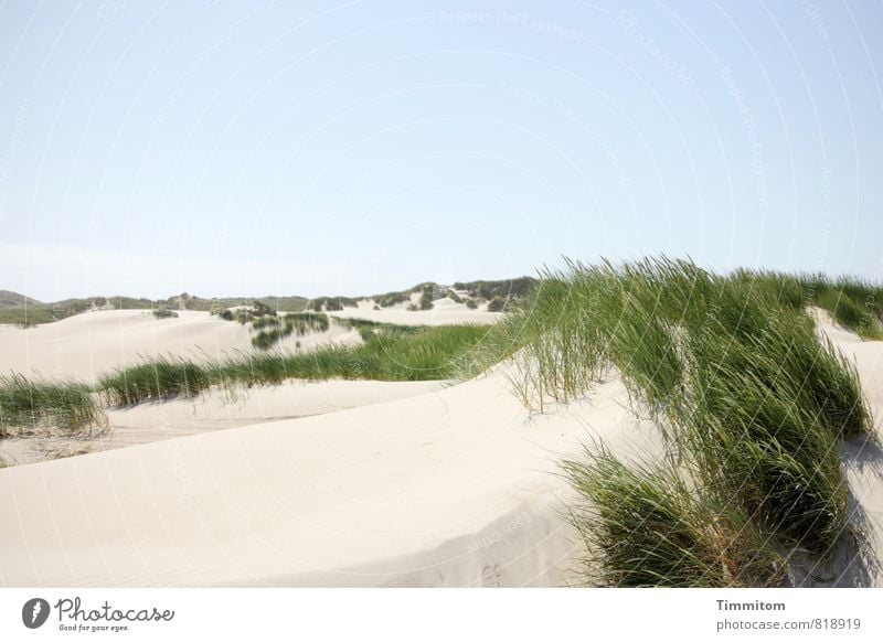 Noch `ne Düne. Ferien & Urlaub & Reisen Umwelt Natur Landschaft Pflanze Urelemente Sand Himmel Wolkenloser Himmel Sommer Schönes Wetter Dünengras Dänemark