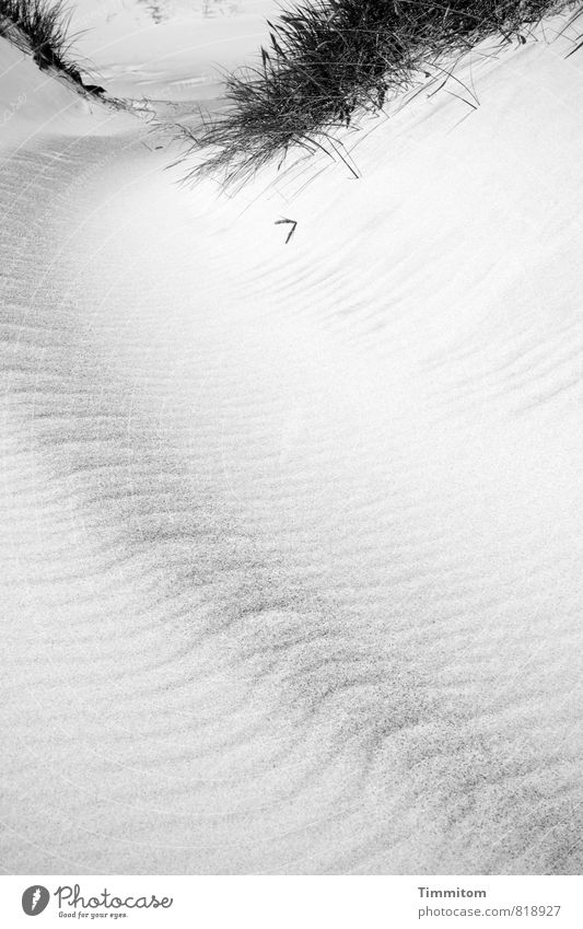 Natur Ferien & Urlaub & Reisen Umwelt Urelemente Sand Pflanze Düne Dänemark ästhetisch einfach nerdig grau schwarz Gefühle Zufriedenheit Strukturen & Formen
