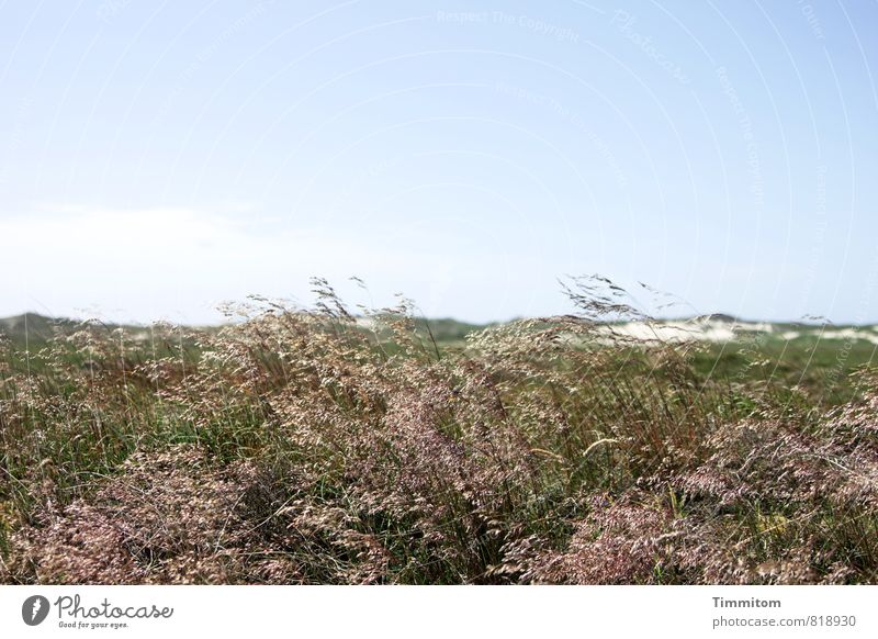 Ziemlich eben. Ferien & Urlaub & Reisen Umwelt Natur Landschaft Pflanze Himmel Schönes Wetter Gras Dänemark frisch natürlich blau grün weiß Gefühle Düne Sand