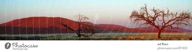 sunrise at namib desert... Ferne Safari Sand Baum Wüste rot Namibia Afrika Ödland beige mehrfarbig Morgen Morgendämmerung Sonnenaufgang Sonnenuntergang