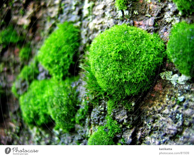 moos Baum grün Baumrinde weich zart Waldlichtung Baumstamm Waldwiese Umwelt Natur Spaziergang Gefühle waldiges tal Moos