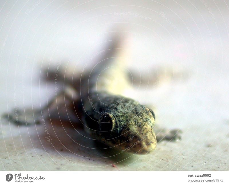 Gecko Echte Eidechsen Stechmücke Indonesien Tier Ferien & Urlaub & Reisen Reptil Lurch