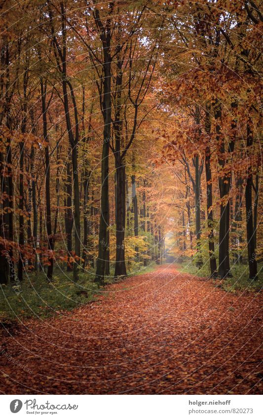 Herbstwald wandern Natur Baum Park Wald Wege & Pfade Holz kalt braun gelb gold grün rot Geborgenheit friedlich Müdigkeit Sehnsucht Freiheit Horizont