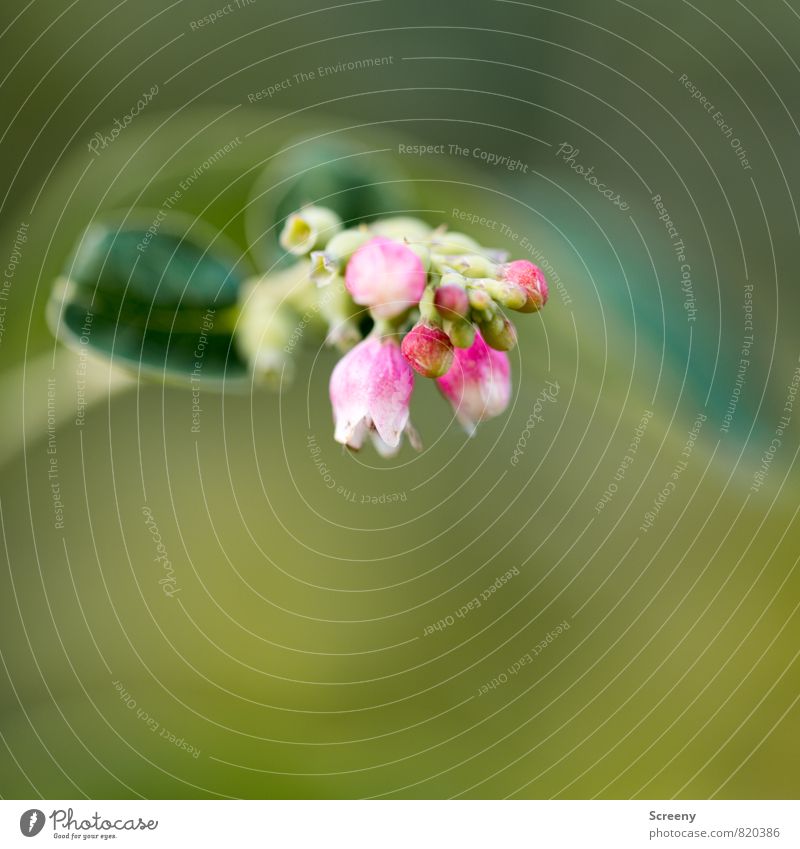 Klein Natur Pflanze Frühling Sommer Sträucher Blatt Blüte Park Blühend Duft Wachstum grün rosa weiß zart Farbfoto Makroaufnahme Menschenleer Textfreiraum unten