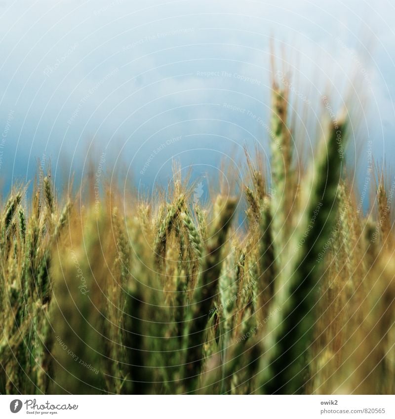 Süßgräser Umwelt Natur Pflanze Himmel Wolken Horizont Sommer Klima Wetter Schönes Wetter Nutzpflanze Gerstenfeld Gerstenähre Bewegung stehen Wachstum frisch