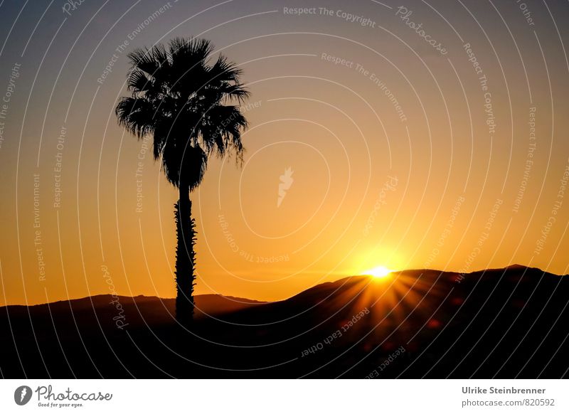 Wohlfühloase | Meine! Ferien & Urlaub & Reisen Umwelt Natur Landschaft Pflanze Wolkenloser Himmel Baum Palme Palmenwedel Hügel Gipfel Insel Sardinien Wüste Oase