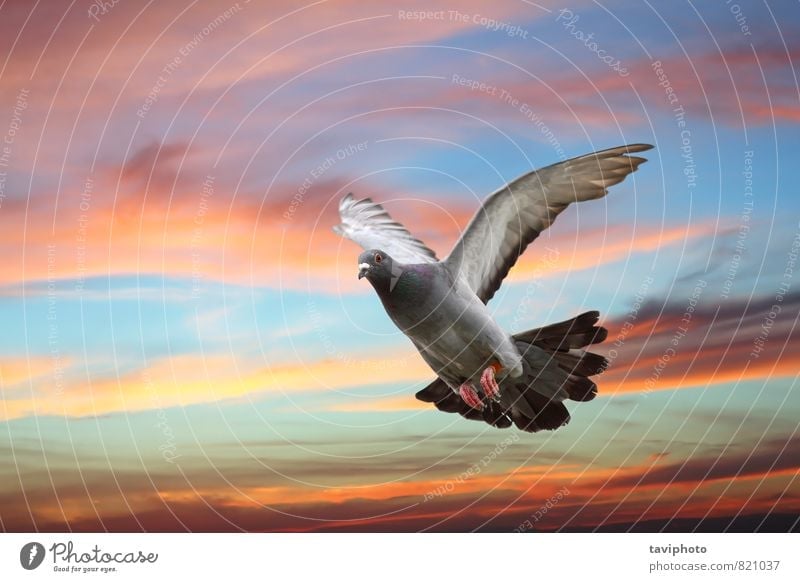 Taube fliegt über wunderschönen Himmel elegant Körper Freiheit Natur Tier Vogel Flügel Bewegung fliegen frei wild blau grau Hoffnung Farbe Frieden Fliege