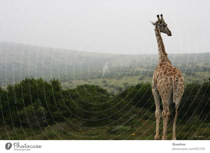 Giraffe am Morgen Naturschutzgebiet Wildtier Südafrika Nebel Afrika Tier Horizont Wald Sträucher Steppe Wolken Safari Wildnis Schleier Stauden Umwelt Osten