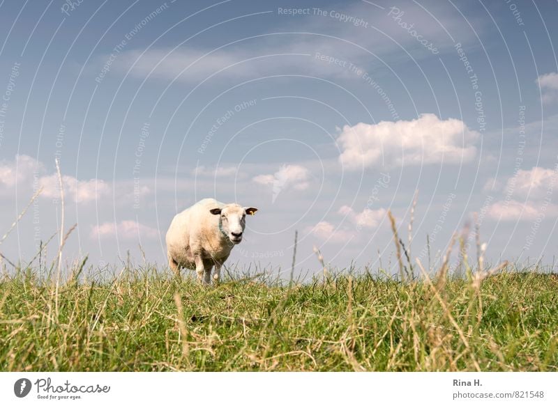 Was guckst du Natur Himmel Wolken Sommer Schönes Wetter Gras Tier Nutztier 1 beobachten Fressen stehen hell Wärme Deich Schaf Farbfoto Außenaufnahme