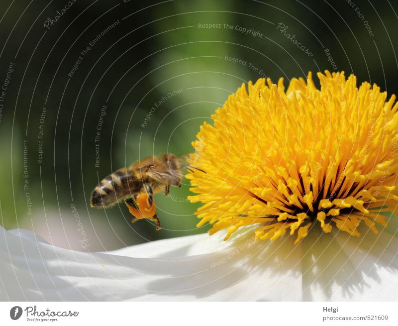 fleißige Honigsammlerin... Umwelt Natur Pflanze Sommer Schönes Wetter Blume Blüte Blütenblatt Stempel Mohnblüte Garten Tier Nutztier Biene 1 Blühend fliegen