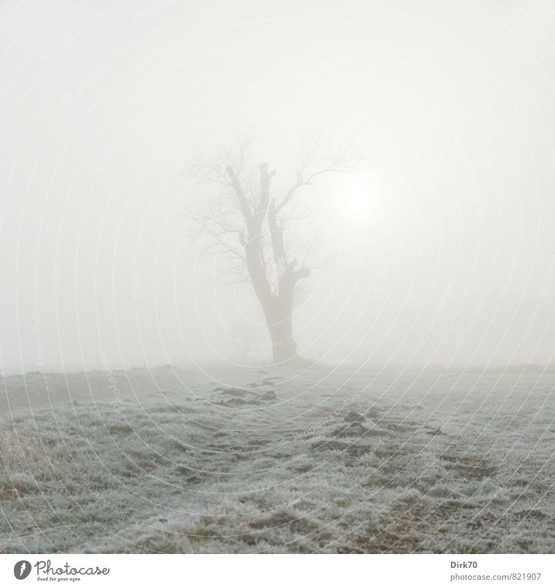 Caspar David Friedrich grüßt von ferne Sonne Sonnenlicht Winter Nebel Baum Gras Wiese Feld Weide leuchten gruselig kalt braun grau grün weiß Romantik träumen