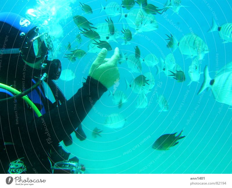 under the sea 1 Luftblase Taucher tauchen Meer Unterwasseraufnahme Wasser Fisch