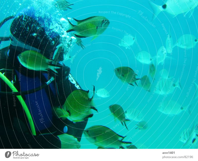 Under the sea 3 Taucher tauchen Meer Unterwasseraufnahme Luftblase Wasser Fisch
