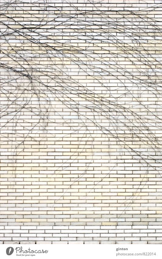 Verzweigungen auf dem Klinker Natur Pflanze Dürre Efeu Haus Bauwerk Gebäude Architektur Mauer Wand Fassade Stein Beton ästhetisch fest braun gelb schwarz weiß