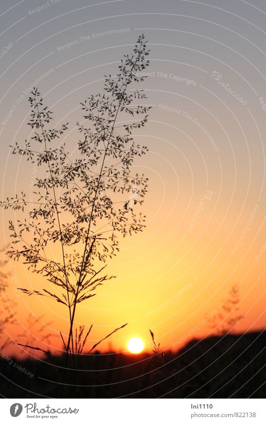 Sommerabend Natur Landschaft Pflanze Himmel Wolkenloser Himmel Sonne Sonnenaufgang Sonnenuntergang Sonnenlicht Schönes Wetter Wärme Gras Shilouetten Feld