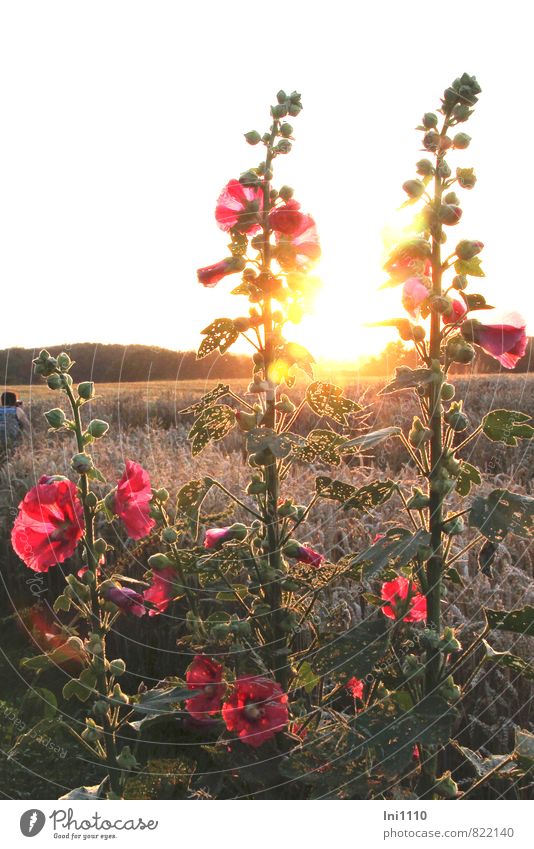 Stockrosen vor untergehender Sonne Natur Landschaft Pflanze Himmel Sonnenaufgang Sonnenuntergang Sonnenlicht Sommer Schönes Wetter Wärme Blume Blatt Fraßspuren
