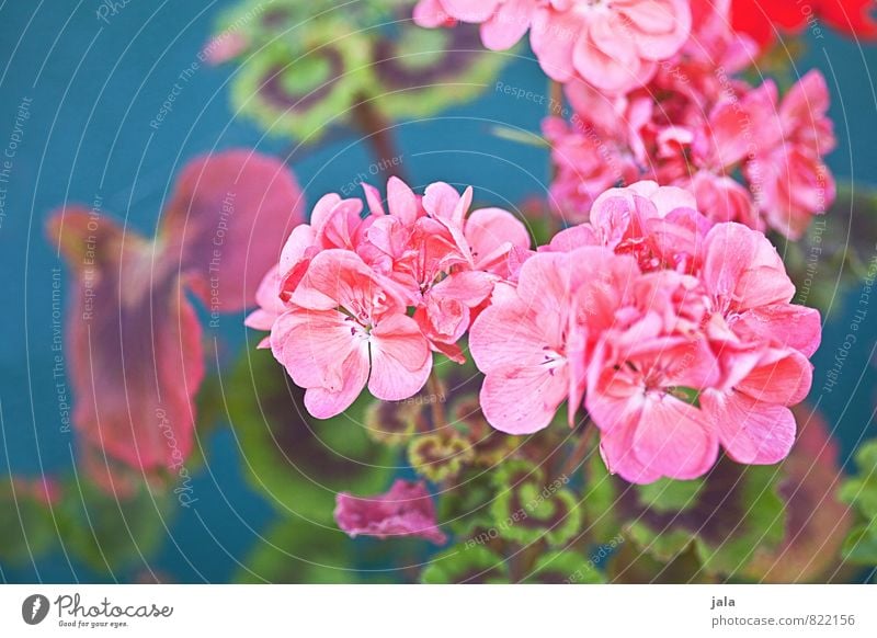 geranien Natur Pflanze Blume Blatt Blüte Topfpflanze Pelargonie Garten ästhetisch Freundlichkeit Fröhlichkeit schön mehrfarbig Farbfoto Außenaufnahme