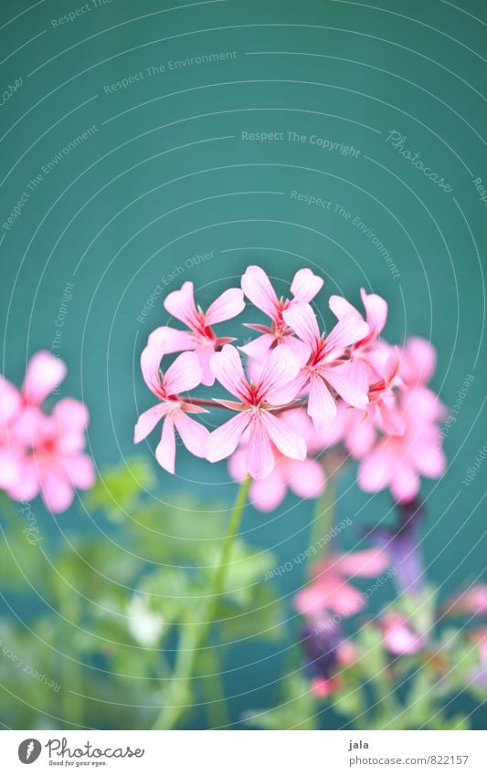 geranien Pflanze Blume Blatt Blüte Pelargonie Garten Fassade ästhetisch Freundlichkeit schön mehrfarbig Farbfoto Außenaufnahme Menschenleer Hintergrund neutral