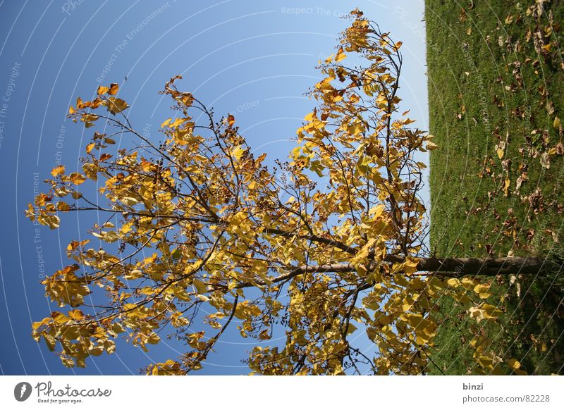 Herbst in Graz Bundesland Steiermark Baum Blatt gelb Verlauf Wiese Horizont grün Jahreszeiten Herbstbeginn Grünfläche Gras Steirische Toskana Blauer Himmel