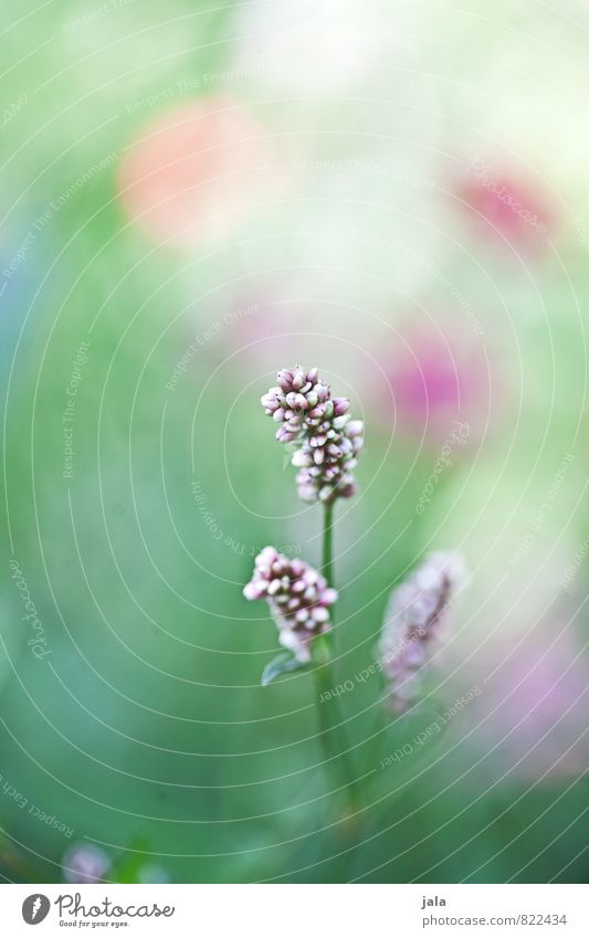 rosa Natur Pflanze Blume Blüte Wildpflanze Wiese ästhetisch schön Farbfoto Außenaufnahme Menschenleer Textfreiraum oben Tag Schwache Tiefenschärfe