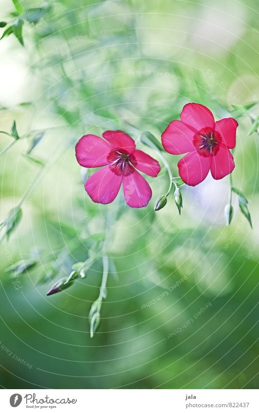 pink Umwelt Natur Pflanze Sommer Blume Blatt Blüte Garten Wiese ästhetisch schön Farbfoto Außenaufnahme Menschenleer Tag Schwache Tiefenschärfe