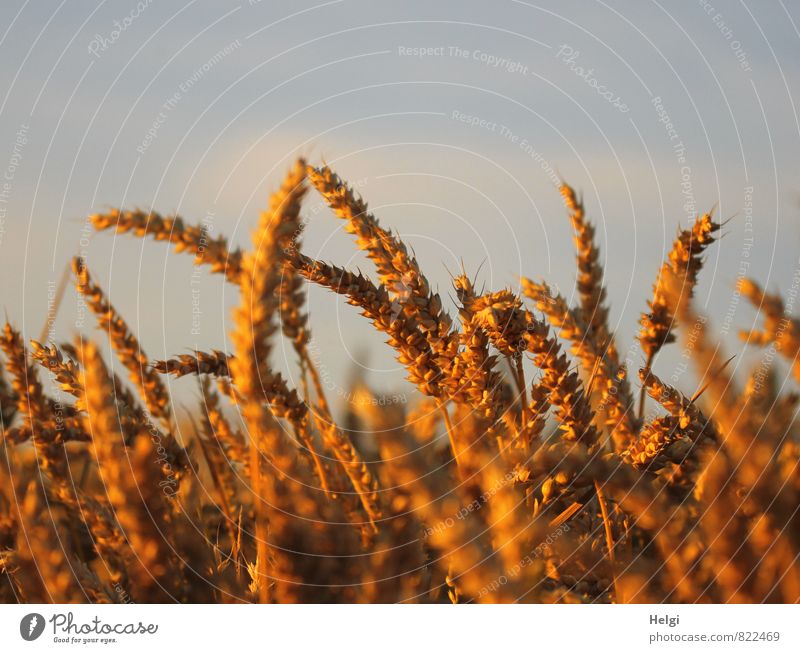 im Abendlicht... Umwelt Natur Landschaft Pflanze Himmel Wolken Sommer Schönes Wetter Nutzpflanze Getreide Weizen Kornfeld Ähren Feld leuchten stehen Wachstum
