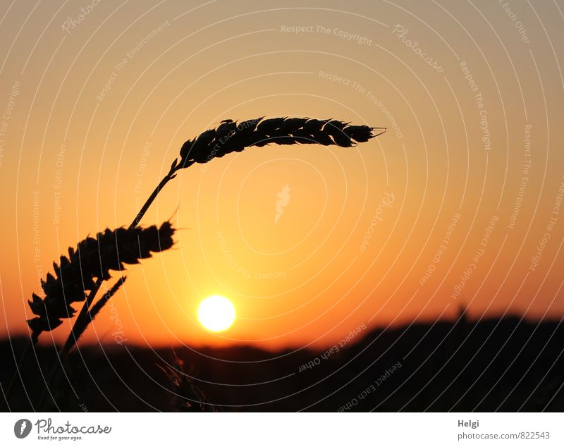 Doppelkorn... Umwelt Natur Landschaft Pflanze Wolkenloser Himmel Sonne Sommer Schönes Wetter Nutzpflanze Getreide Kornfeld Ähren Weizen Feld leuchten stehen