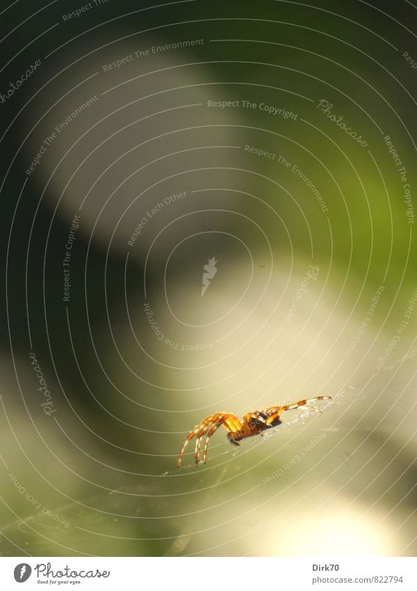 Wer jagt, muss warten können Jagd Sonnenlicht Sommer Sträucher Garten Hecke Tier Wildtier Spinne 1 Netz bedrohlich Ekel gruselig braun grün orange weiß