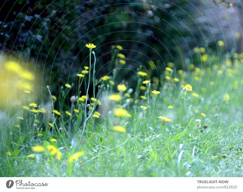 Randbeleuchtung Natur Landschaft Pflanze Erde Sommer Schönes Wetter Blume Gras Sträucher Wildpflanze Wiese authentisch einfach Freundlichkeit Fröhlichkeit