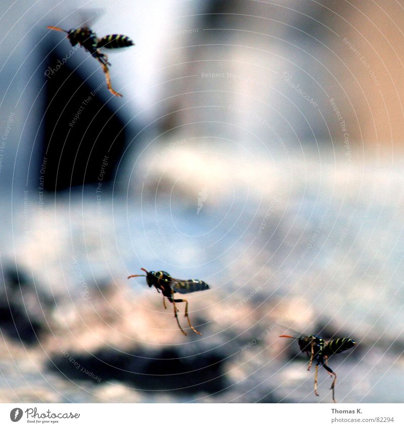 ANGRIFF DER KILLERWESPEN !!! Wespen Formationsflug Hautflügler kommandieren Geschwader Insekt langbeinig gelb schwarz Fühler stechen Biene Tiefenschärfe Mörder