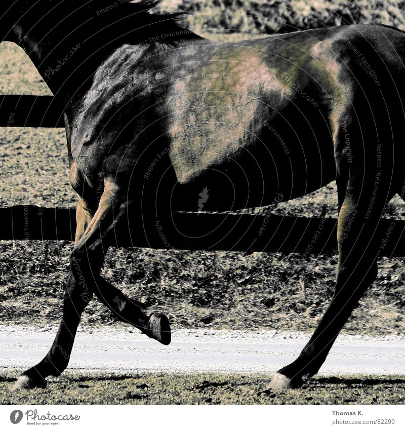 Fleckvieh Pferd laufen Fell Tier Zaun scheckig Zugtier Säugetier Pferdegangart Nutztier Rappe Bildausschnitt Anschnitt Detailaufnahme Menschenleer Pferch